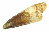 Fossil Spinosaurus Tooth - Real Dinosaur Tooth #346763-1